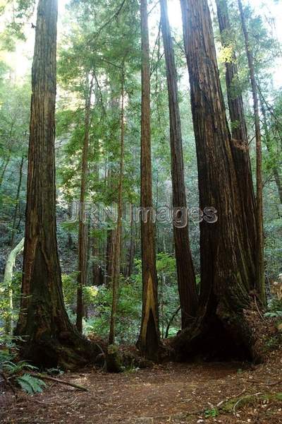 Coast Redwoods