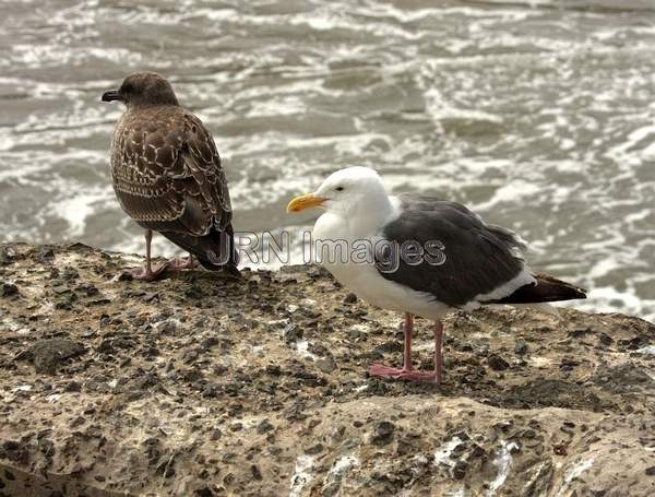 Seagulls at Sutro Baths