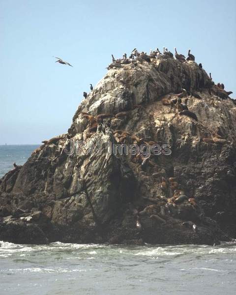 Seal Rocks