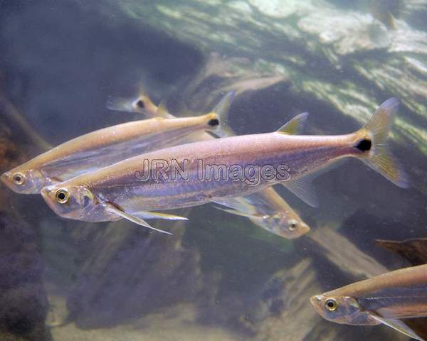 Pike Characin