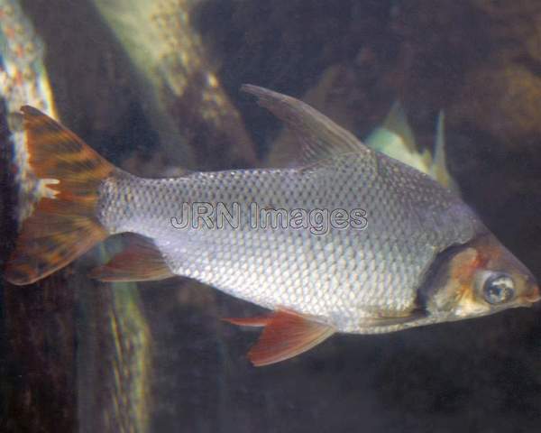 Silver prochilodus