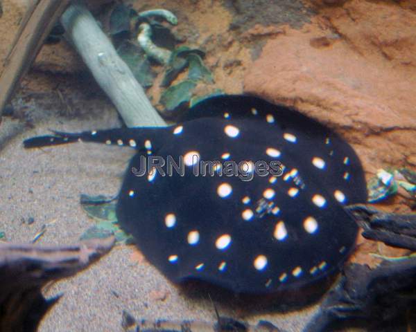 Polka dot ray