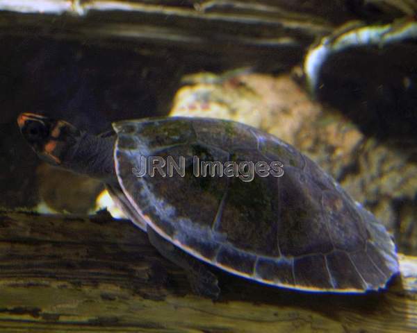 Red-headed side neck turtle