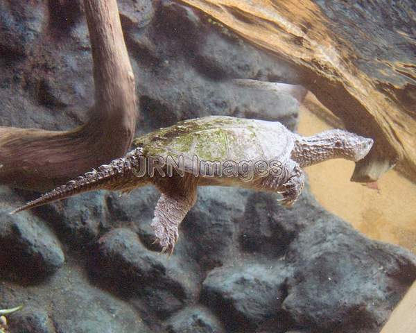 Snapping turtle (Chelydra serpentina)