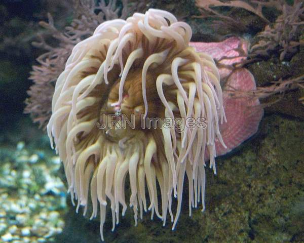 Strawberry anemone (Cribrinopsis albopunctata)