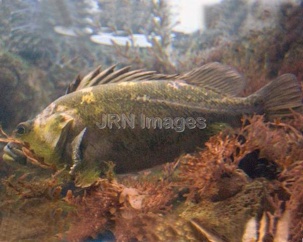 Black and yellow rockfish