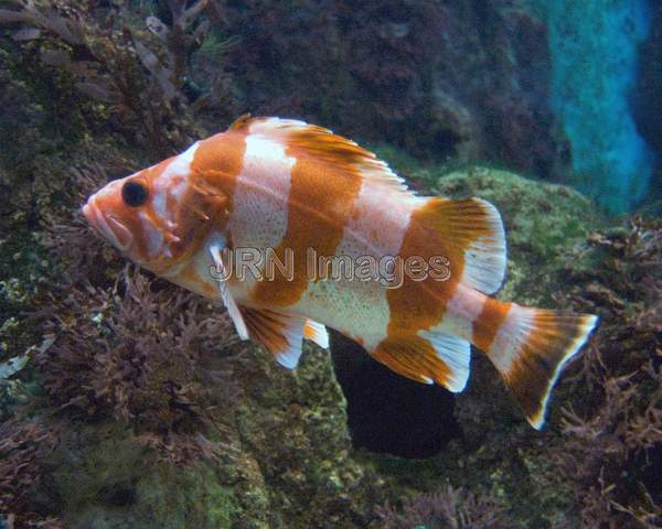 Flag rockfish