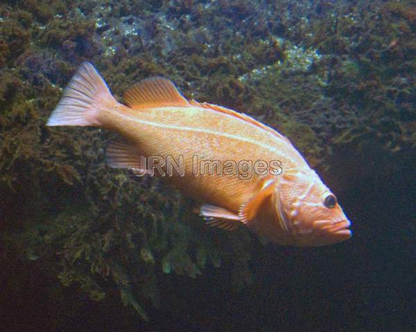 Striped surfperch