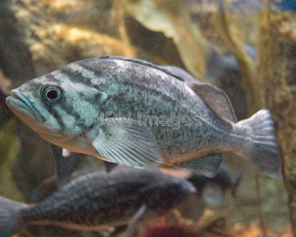 Blue rockfish