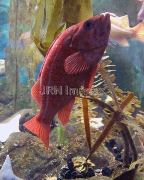 Vermilion rockfish