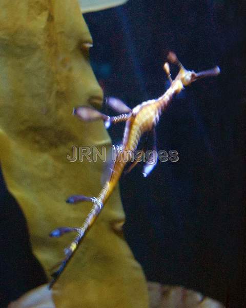 Weedy seadragon