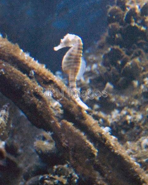 Pothelly seahorse