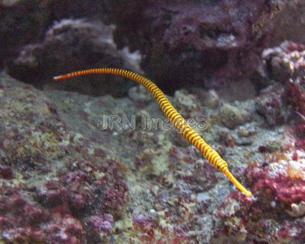 Muiltibanded pipefish