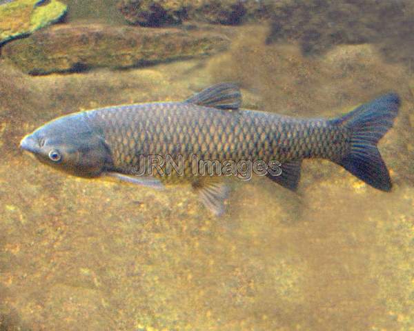 Grass carp