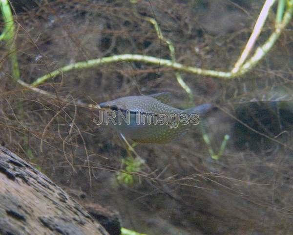 Pearl gourami