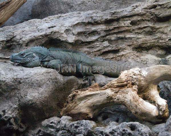 Grand Cayman Blue Iguana