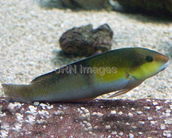 Yellowhead wrasse