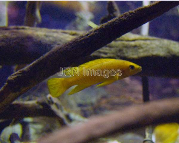 Leleupi cichlid