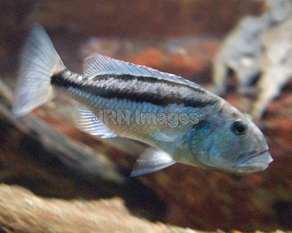 Malawi eye-biter cichlid