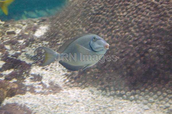 Ocean Surgeonfish