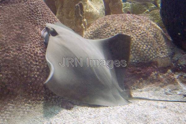 Southern Stingray