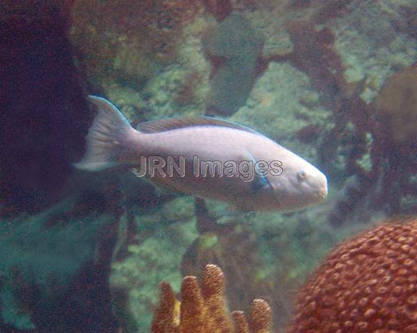 Blue Parrotfish