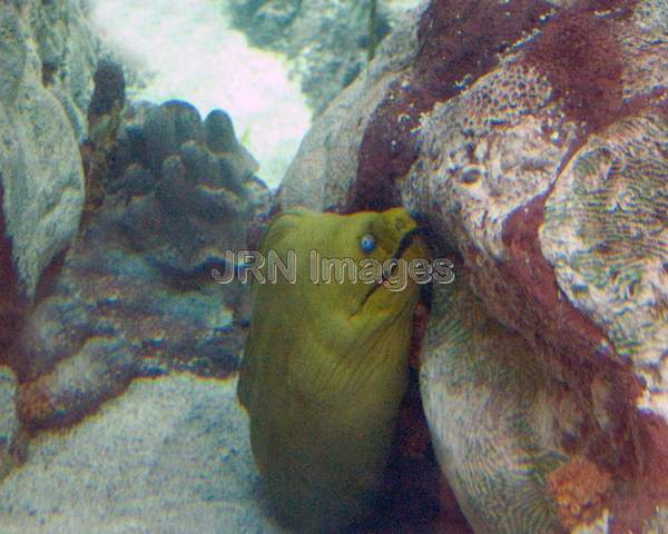 Green Moray