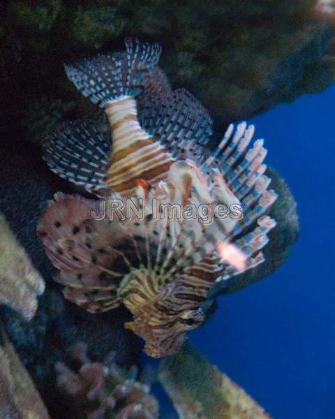 Dwarf lionfish