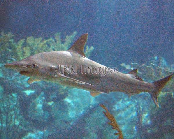 Bonnethead Shark