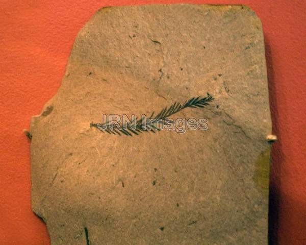 Fossil conifer shoot with leaves