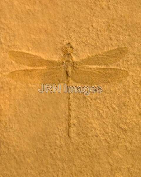 Fossil dragonfly.