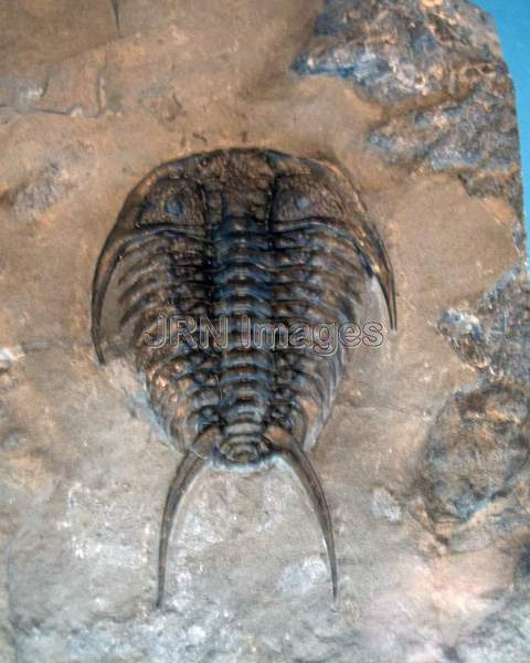 Ordovician Trilobites