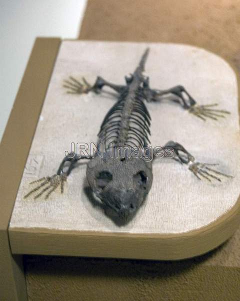 Captorhinid reptile