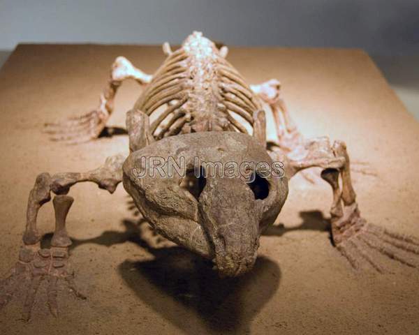 Captorhinid reptile