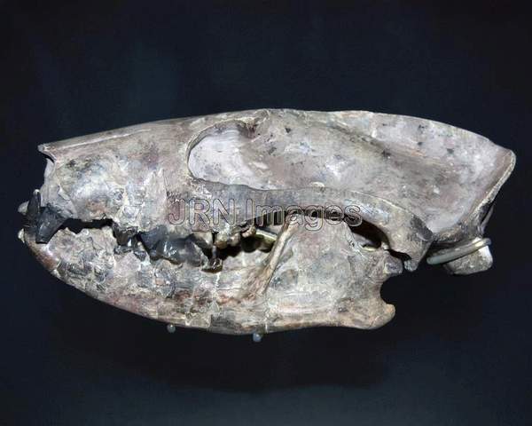 Early carnivoran skull