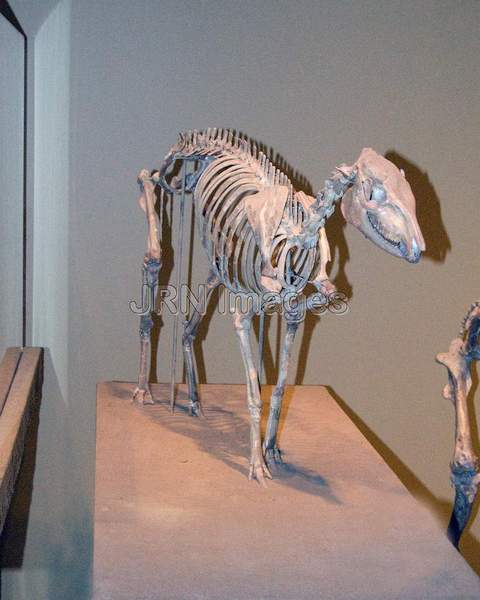 Early horse