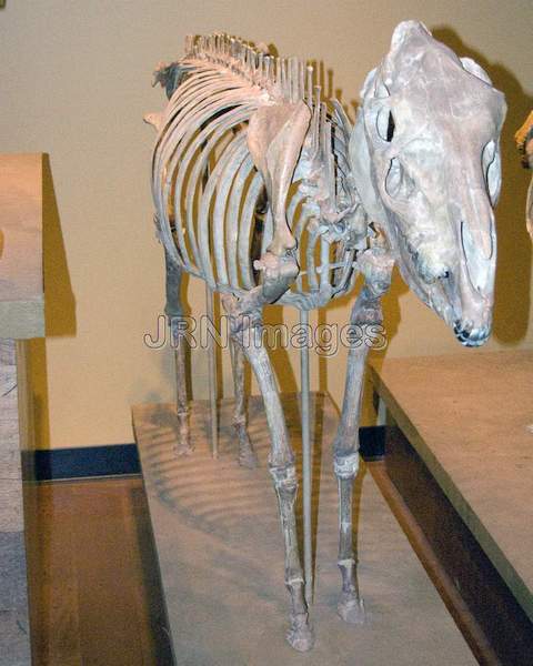 Early horse