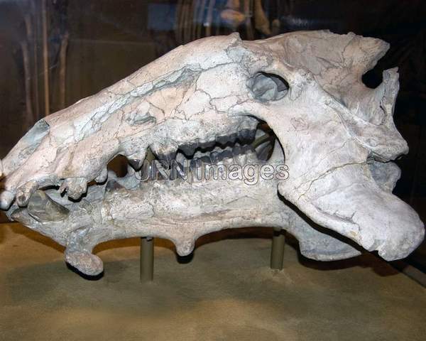 Entelodont skull