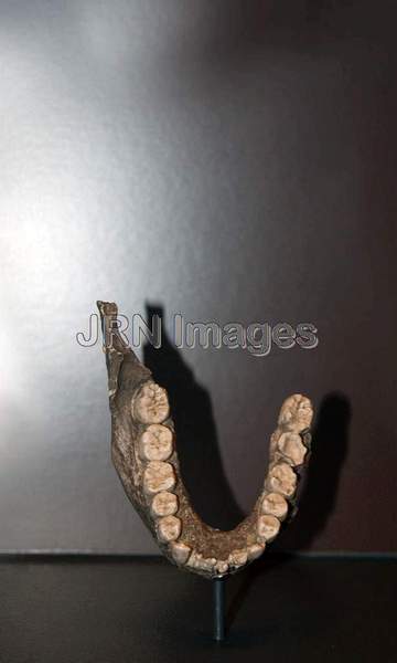 Early human lower jaw