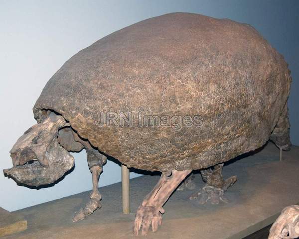 Glyptodont