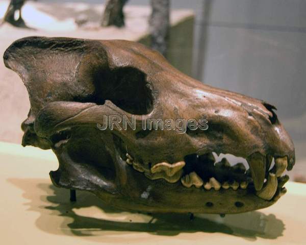 Dire wolf skull