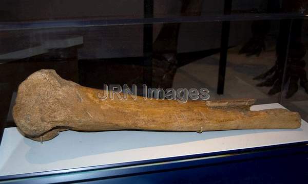 Mammoth bone with tool marks