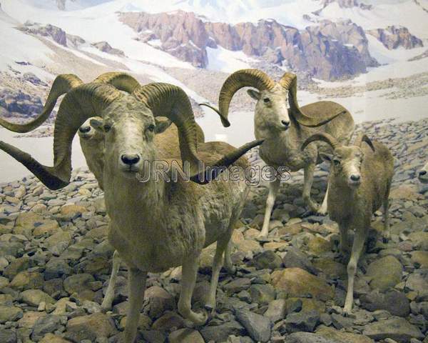 Argali