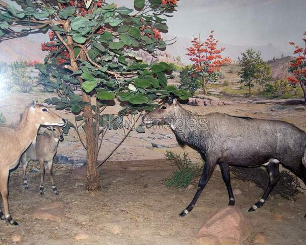 Nilgai