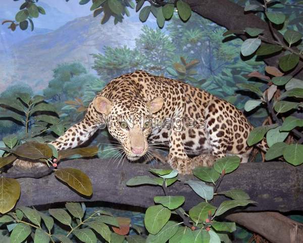 Leopard