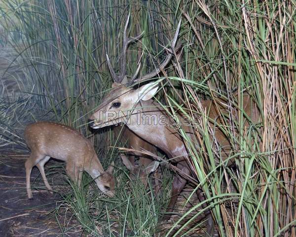 Hog deer