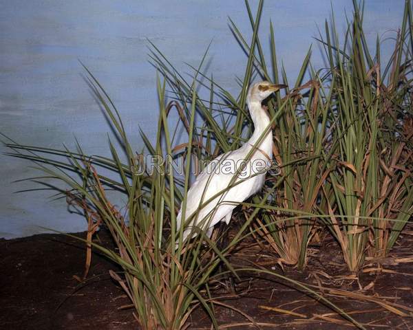 Cattle egret