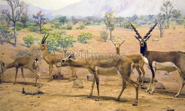 Indian gazelle