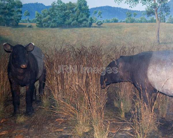 Malay tapir