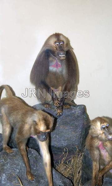 Gelada Baboon